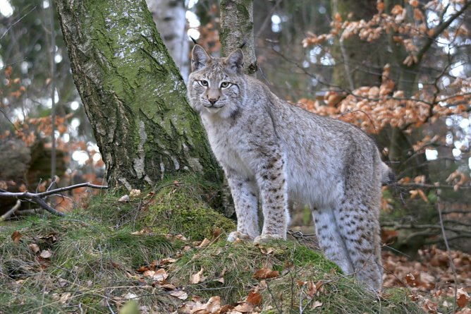Luchs im Schaugehege Rabenklippe. (Foto: Ole Anders) Luchs im Schaugehege Rabenklippe. (Foto: Ole Anders)