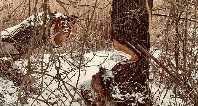 Der gesuchte "Biberbaum" in der Windl&uuml;cke (Foto: agl)