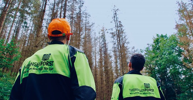 Nach schweren Jahren erholt sich der Wald langsam, Archivbild (Foto: agl) Nach schweren Jahren erholt sich der Wald langsam, Archivbild (Foto: agl)