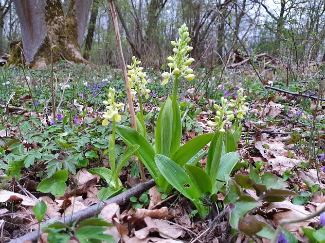 Droht an einem Wuchsort zu verschwinden: Das in Th&uuml;ringen stark gef&auml;hrdete Blasse Knabenkraut (Orchis pallens). (Foto: Bodo Schwarzberg)