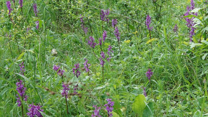 Einst zu hunderten, heute an einer Stelle in der R&uuml;digsdorfer Schweiz fast verschwunden und auch an anderen durch ungeeignete Bewirtschaftung bedroht: das Stattliche Knabenkraut (Orchis mascula). (Foto: Bodo Schwarzberg)