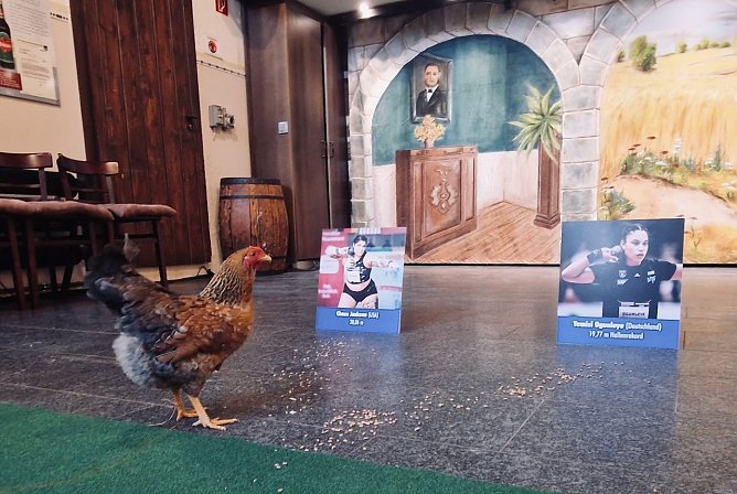 Wer wird beim 17. Kugelsto&szlig;-Indoor den Sieg davontragen? Chase Jackson oder Yemisi Ogunleye? Huhn Henriette hat heute entschieden (Foto: agl)
