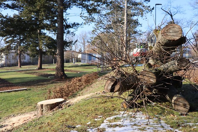 Am Stresemannring wurden kranke Bäume gefällt. (Foto: Lutz Fischer) Am Stresemannring wurden kranke Bäume gefällt. (Foto: Lutz Fischer)