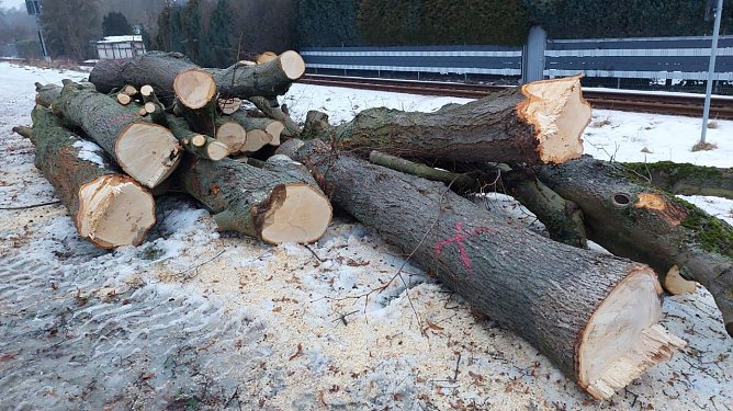 B&auml;ume wurden gef&auml;llt (Foto: privat)
