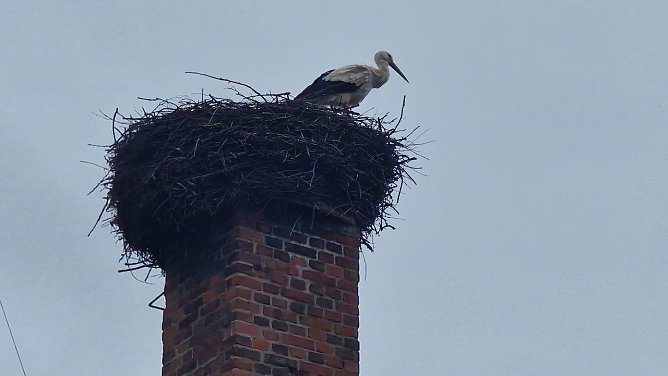 Meister Adebar vor wintergrauem Himmel in Görsbach (Foto: agl) Meister Adebar vor wintergrauem Himmel in Görsbach (Foto: agl)