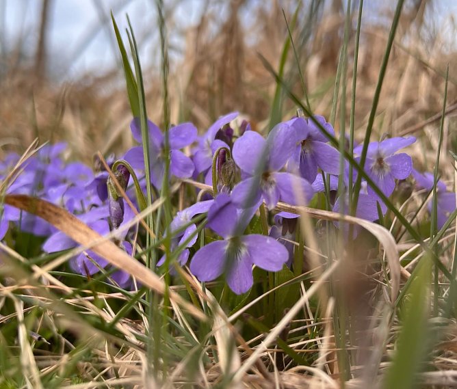 Symbolbild Frühling (Foto: ssc) Symbolbild Frühling (Foto: ssc)