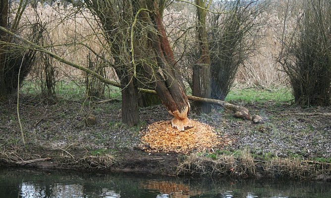 Der oder die Biber haben ihre Arbeit gut gemacht. (Foto: Ulrich Reinboth)