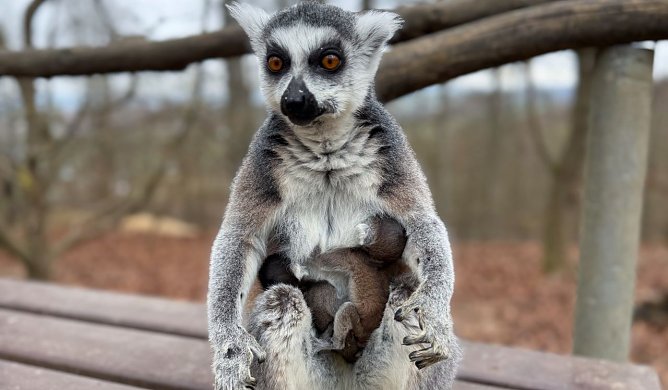 Eine Katta-Mama mit ihrem Baby.  (Foto: Silvio Dietzel)
