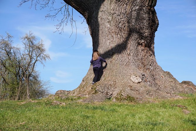 Die alte Stieleiche hat einen rund sieben Meter dicken Umfang.  (Foto: ssc)