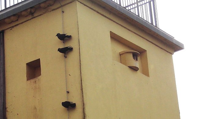 Der Vogelturm am Stausee in Kelbra ist als Nistplatz hart umk&auml;mpft.  (Foto: Ulrich Reinboth)