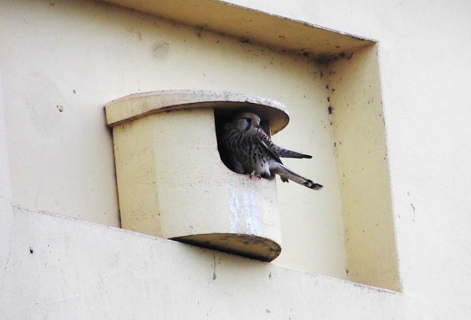 Die Dohlen haben Gefallen gefunden an dem Nistplatz.  (Foto: Ulrich Reinboth)