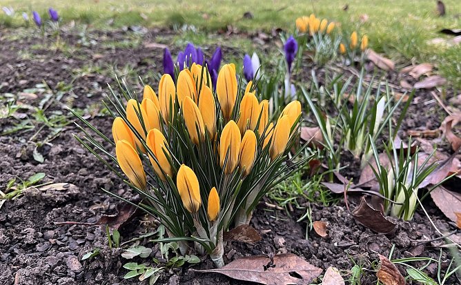 Regen wird in den nächsten Tagen für weiteres Pflanzenwachstum sorgen (Foto: oas) Regen wird in den nächsten Tagen für weiteres Pflanzenwachstum sorgen (Foto: oas)