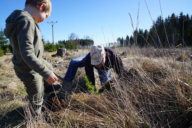 Nils und sein Opa Peter Reichardt pflanzen eine Douglasie unmittelbar am Fu&szlig;e eines alten Baumstumpfes.  (Foto: ssc)