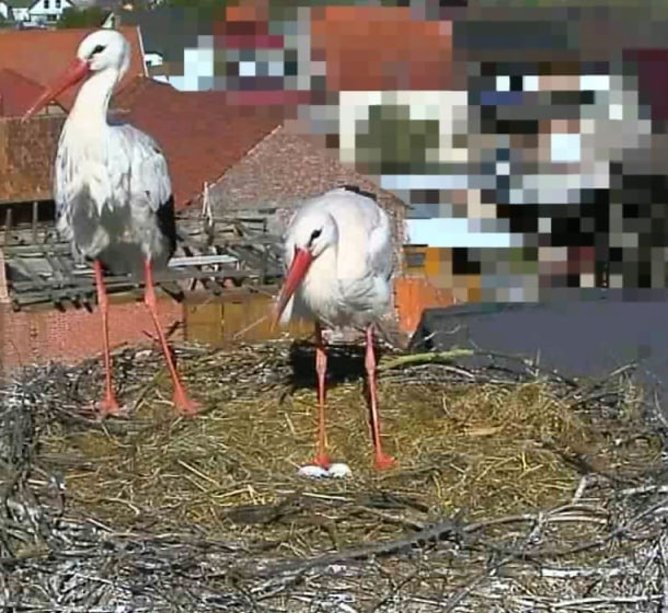 Das Storchpaar auf dem Nest in Görsbach. (Foto: Andreas Rezhak) Das Storchpaar auf dem Nest in Görsbach. (Foto: Andreas Rezhak)