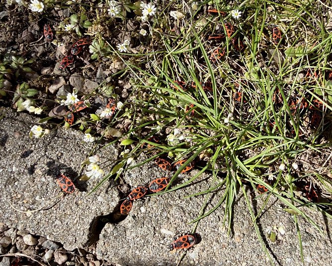 Feuerwanzen (Foto: Monika Mund )