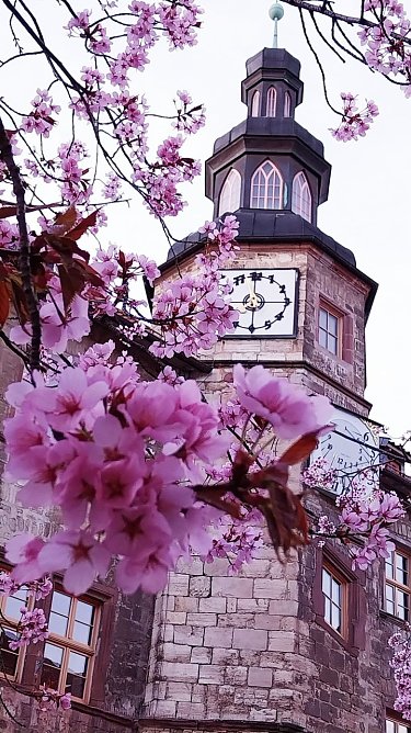 Die Kirschen vor dem Nordhäuser Rathaus blühen. (Foto: Svenja Hankel) Die Kirschen vor dem Nordhäuser Rathaus blühen. (Foto: Svenja Hankel)