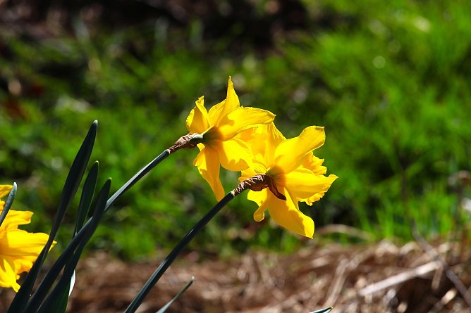 Fr&uuml;hling (Foto: Karsten Paulick auf Pixabay)
