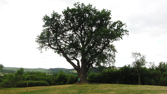Die Flehm&uuml;ller-Eiche am 20.06.2010, hier noch mit ihrem st&auml;rksten, gesch&auml;tzt 70 Zentimeter starken Ast ganz links, der Monate sp&auml;ter abbrach.  (Foto: B. Schwarzberg)