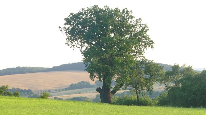 Die Flehm&uuml;ller Eiche am 12.07.2012. Der Stumpf des abgebrochenen Astes ist noch deutlich zu erkennen. (Foto: B. Schwarzberg)