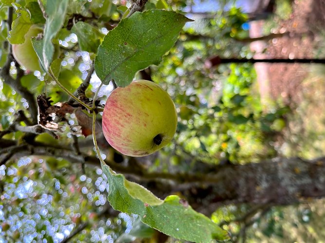 Apfel am Baum (Foto: Emw)