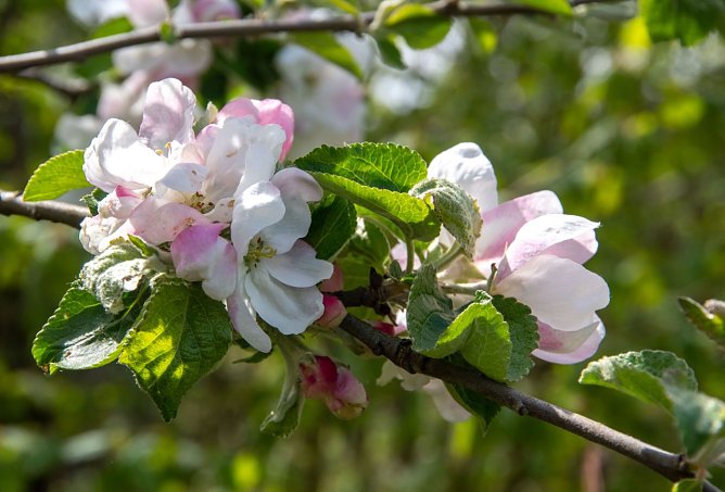 Bl&uuml;hbeginn des Apfels  (Foto: R&uuml;diger Manig / DWD)