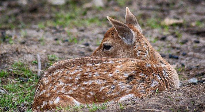 Rehkitz (Foto: Pixabay-InsaPictures)