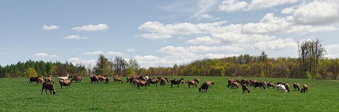 L&auml;mmerfest auf der Ziegenalm Sophienhof (Foto: vgf)