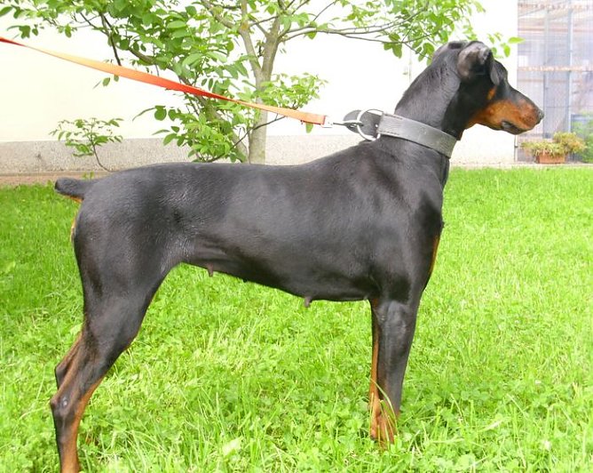 Blanche (Foto: C. Knust) Blanche (Foto: C. Knust)