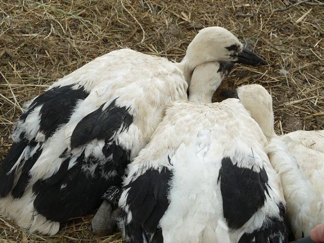 3 Jungstörche mit Identifikationsberingung (Foto: Angelo Glashagel) 3 Jungstörche mit Identifikationsberingung (Foto: Angelo Glashagel)