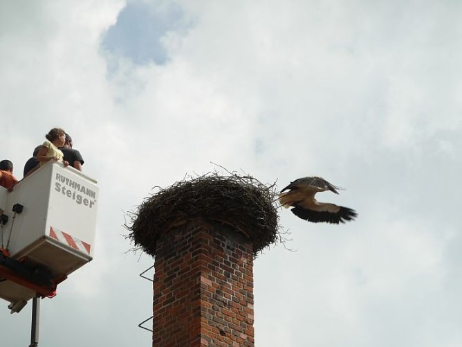 Meister Adebar hebt ab (Foto: Angelo Glashagel) Meister Adebar hebt ab (Foto: Angelo Glashagel)