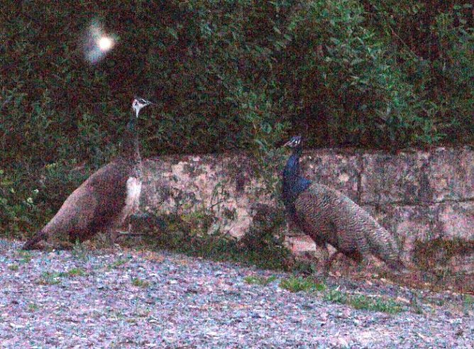 Fasane unterwegs (Foto: R. W&uuml;stehoff)