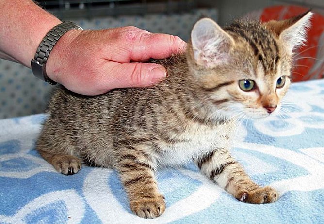 Suche neues Herrchen (Foto: rh)