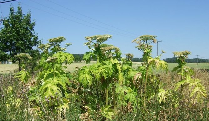Die berüchtigte Herkulesstaude (Foto: Patrick Grabe) Die berüchtigte Herkulesstaude (Foto: Patrick Grabe)