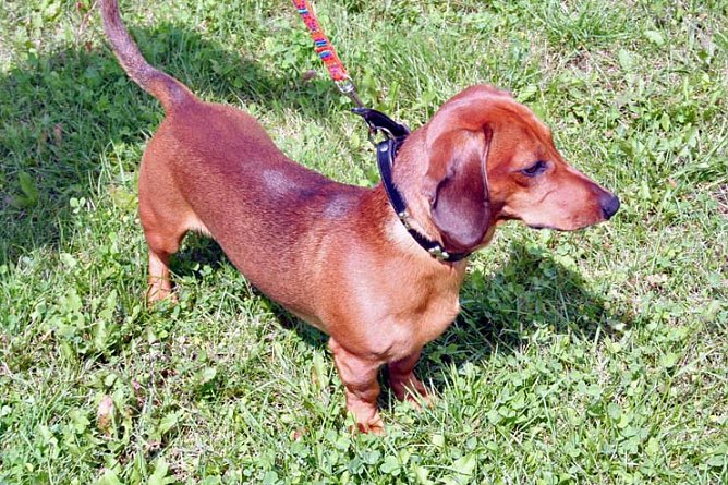 Bruno (Foto: rh) Bruno (Foto: rh)