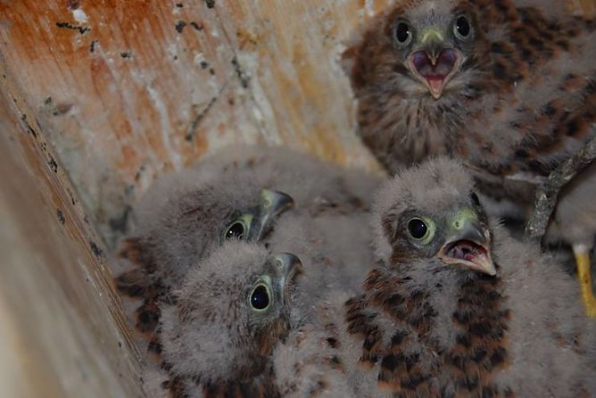 falken (Foto: hentrich)
