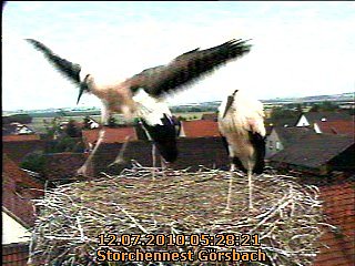 Flügge (Foto: privat) Flügge (Foto: privat)