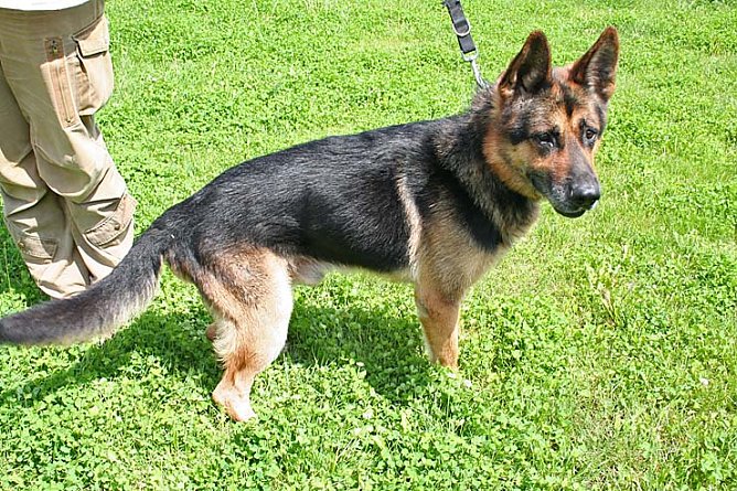 Boja such ein neue Zuhause (Foto: Hellberg)