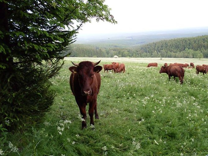 Rotvieh auf den Wiesen (Foto: Dr. Gunter Karste) Rotvieh auf den Wiesen (Foto: Dr. Gunter Karste)