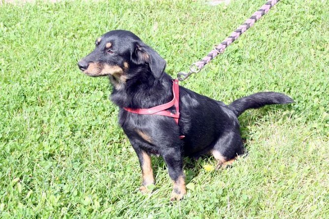 Herrchen gesucht (Foto: rh)