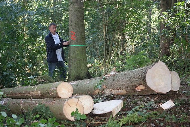 Waldarbeiten (Foto: I. Bergmann) Waldarbeiten (Foto: I. Bergmann)