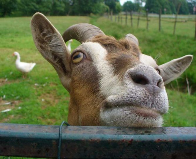 Auf die H&ouml;rner genommen (Foto: JKS)