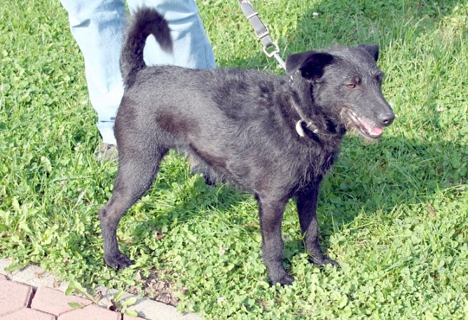 Suche neues Herrchen oder Frauchen (Foto: nnz)