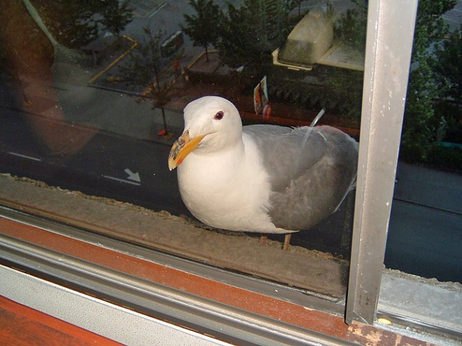 Amüsantes (Foto: Hans-Jürgen Schmidt) Amüsantes (Foto: Hans-Jürgen Schmidt)