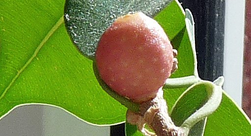 Birkenfeige (Foto: Karl-Heinz Herrmann) Birkenfeige (Foto: Karl-Heinz Herrmann)