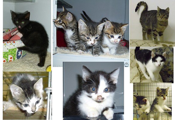 Katzenkinder (Foto: C. Knust)