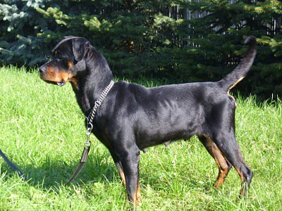 Sina (Foto: C. Knust) Sina (Foto: C. Knust)