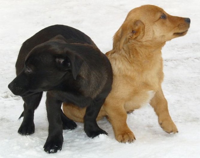 Zwei Notfälle (Foto: C. Knust) Zwei Notfälle (Foto: C. Knust)