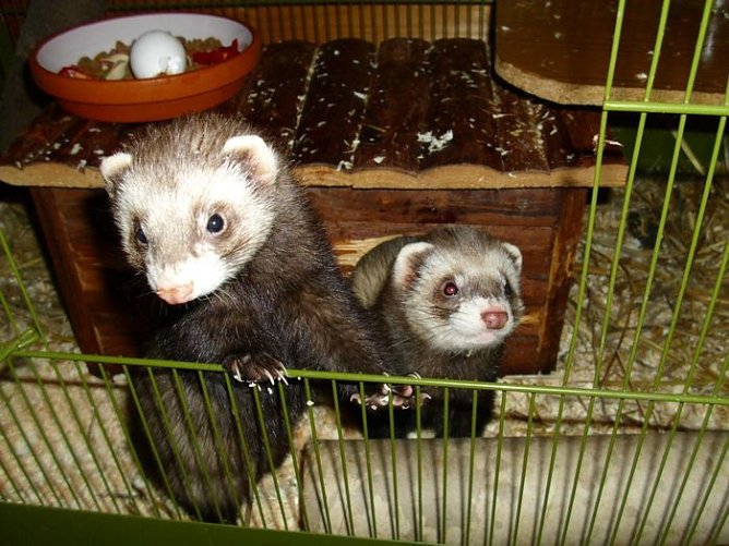 Bonny und Clyde (Foto: privat)