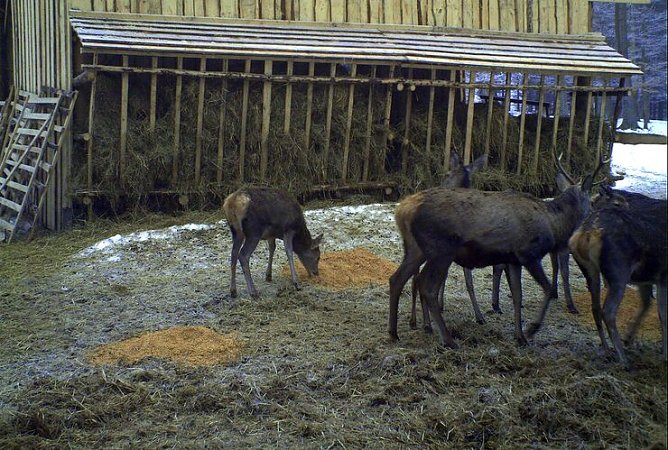 Hilfe in der Notzeit (Foto: Forstamt) Hilfe in der Notzeit (Foto: Forstamt)