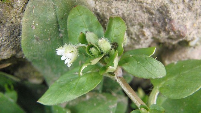 Vogel-Sternmiere (Foto: B. Schwarzberg) Vogel-Sternmiere (Foto: B. Schwarzberg)